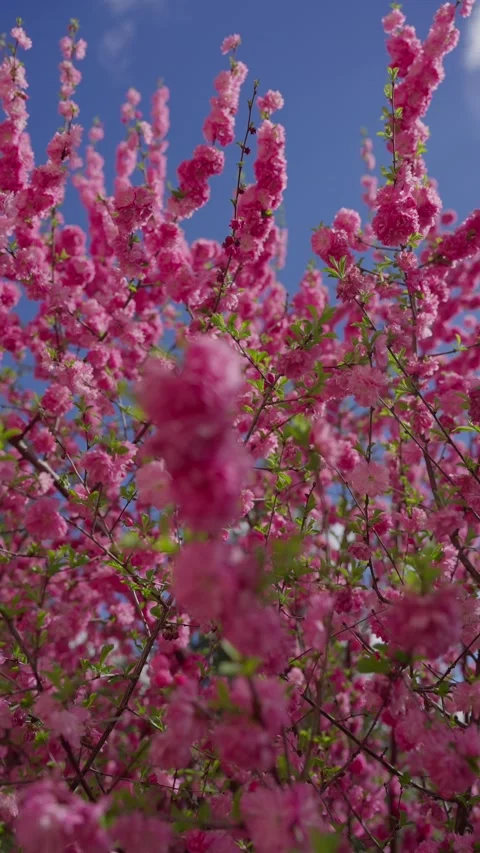 Pink blossoms fill the frame, soft and full 스톡 동영상 333901557