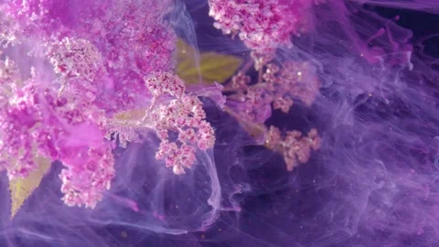 Pink blossoms with flowing translucent mist on a purple background Stock Footage 335128188
