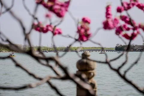 Pink blossoms framing distant statue by Beijing lake Stock Photos