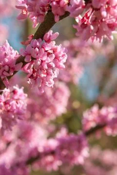 Pink Blossoms In Full Bloom On Eastern Redbud Tree Stock Photos
