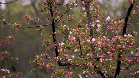 Pink blossoms in a park Stock Footage 88815509
