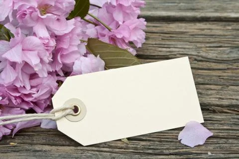Pink blossoms Stock Photos