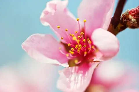 Pink blossoms Stock Photos