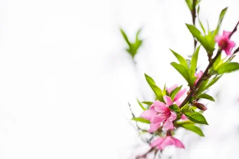 Pink blossoms Stock Photos