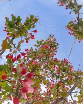 Pink Blossoms Foto stock