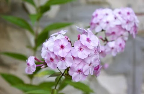 Pink blossoms Stock Photos