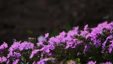 Pink Blossoms in the Rain Stock Footage 303418791