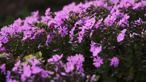 Pink Blossoms in the Rain Stock Footage 303418796
