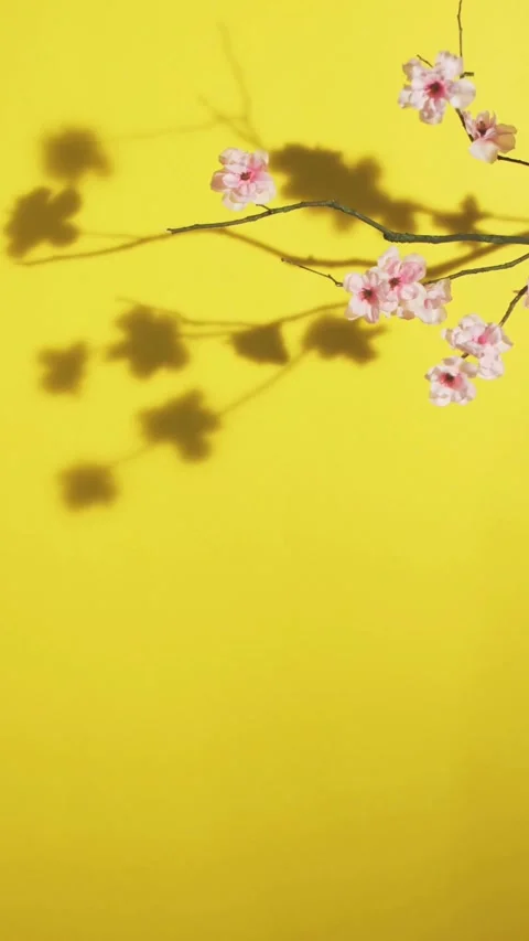 Pink blossoms with shadows on a solid yellow background Video stock 331773976