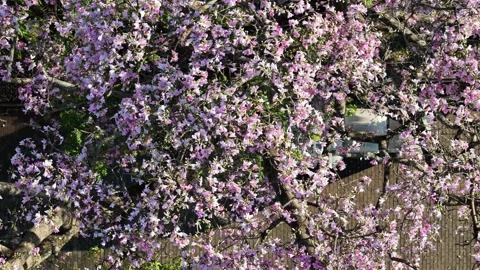 Pink blossoms of silk floss tree canopy aerial close up Stock Footage 330124644