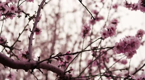 Pink Blossoms In Spain - Tree Branches 動画素材 42039837