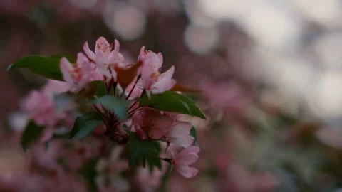 Pink Blossoms with Spring Bloom. Video stock 306286951