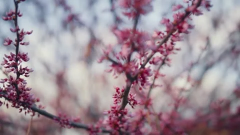Pink blossoms with spring branches, and tree. Stock Footage 306285958