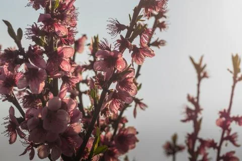 Pink blossoms in spring with grey Stock Photos