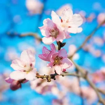 Pink blossoms in springtime 스톡 사진