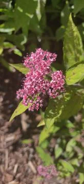 Pink blossoms in springtime Stock Photos