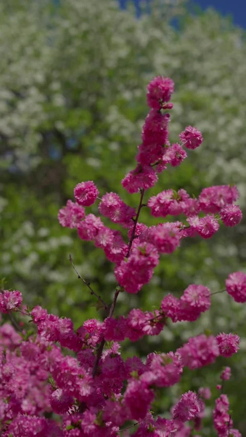 Pink blossoms sway gently in soft spring breeze Stock Footage 333901545