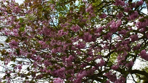 Pink blossoms swaying in the wind Stock Footage 108643468