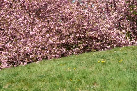 Pink blossoms transform a grassy hillside in springtime wonder Stock Photos