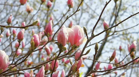 Pink Blossoms Tree 2 Stock Footage 693557