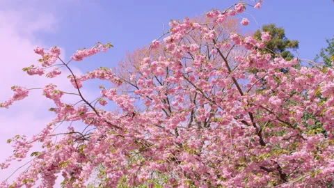 Pink blossoms on tree with blue sky Stock Footage 159387948