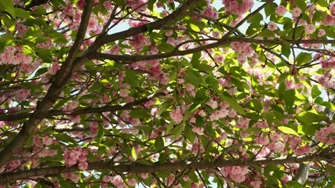 Pink Blossoms on Tree Branches With Green Leaves Static Shot Stock Footage 337022520