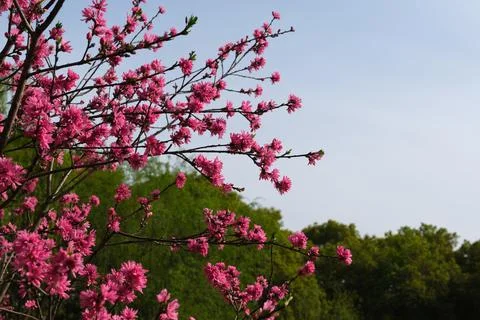 Pink blossoms on tree branches in spring Stock Photos