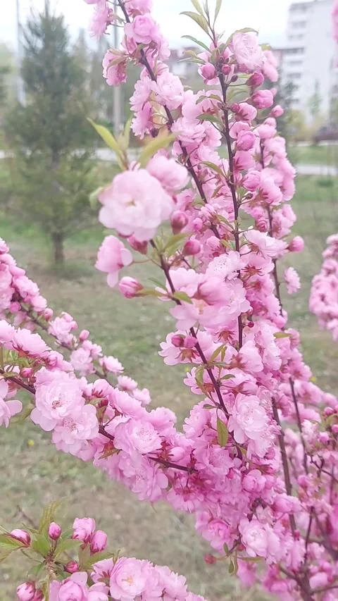 Pink blossoms on tree branches swaying in the wind, close-up of spring flowers  Stock Footage 344945913
