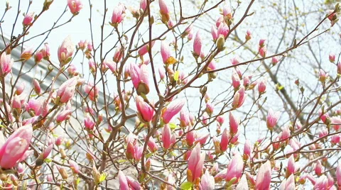 Pink Blossoms On Tree Stock Footage 690324