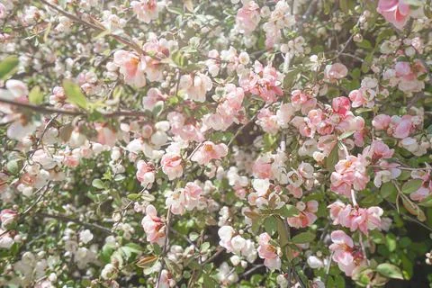 Pink blossoms on tree. Stock Photos
