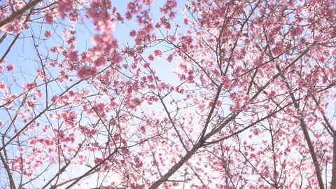 Pink blossoms on trees, captured from a low angle, create a dreamy ascent tow Video stock 270117496