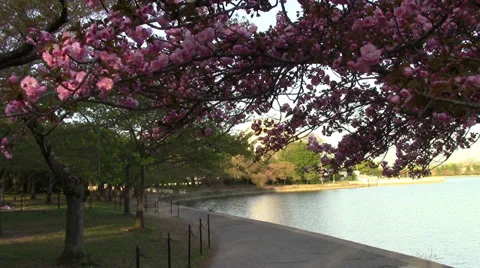 Pink Blossoms on Washington, DC Tree Video stock 38847110