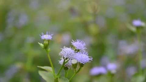 Pink blue flowers Stock Footage 90785758