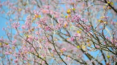 Pink on blue Stock Footage 21872531