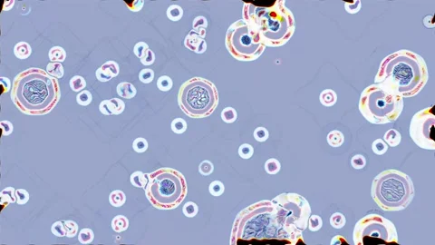 Pink-blue microorganisms move under the microscope, merging and separating again Stock Footage 165138248