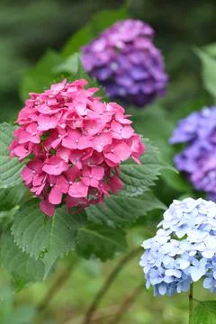 Pink, Blue, Purple, multi-colored hydrangea flowers with rain droplet in bloom i Foto stock