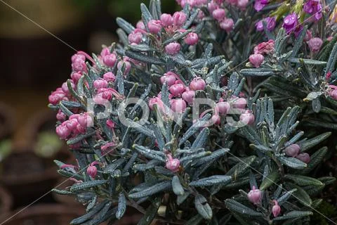 Pink bog rosemary blooming in spring garden Stock Photos