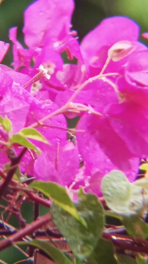 Pink bougainville Stock Footage 291597768