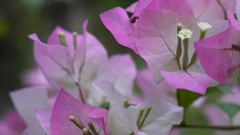 Pink bougainvillea flower macro. Diffuse soft daylight Stock Footage 119121974