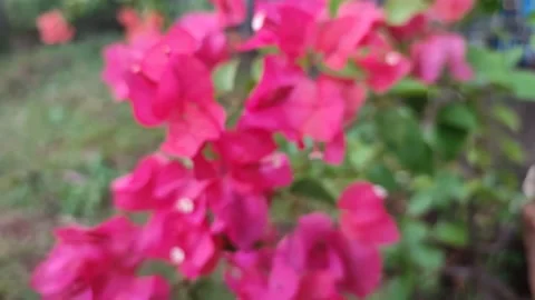 Pink Bougainvillea Stock Footage 208669301