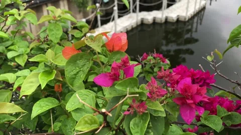 Pink Bougainvillea Stock Footage 320782556