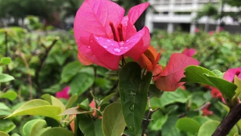 Pink Bougainvillea Stock Footage 320782557