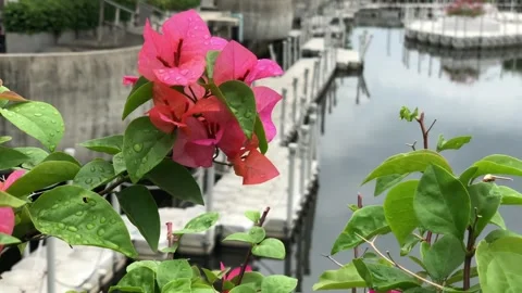 Pink Bougainvillea Stock Footage 320782560