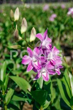 Pink bouquet orchids flower Stock Photos