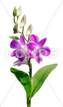 Pink bouquet orchids flower Stock Photos
