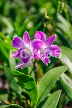Pink bouquet orchids flower Stock Photos