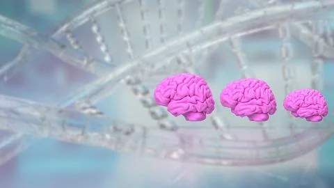 The pink Brain on DNA Background  3d rendering Stock Photos