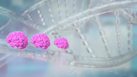 The pink Brain on DNA Background  3d rendering Stock Photos