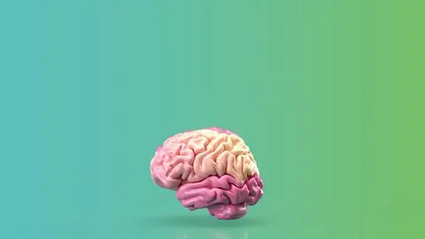 The pink brain for eduction or creative concept 3d rendering. Stock Illustration