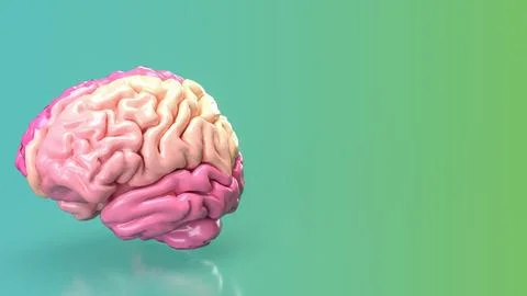 The pink brain for eduction or creative concept 3d rendering. Stock Illustration